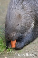 /album/zoovaria-dierentuinnieuws/aachen-zoo-4-jpg/